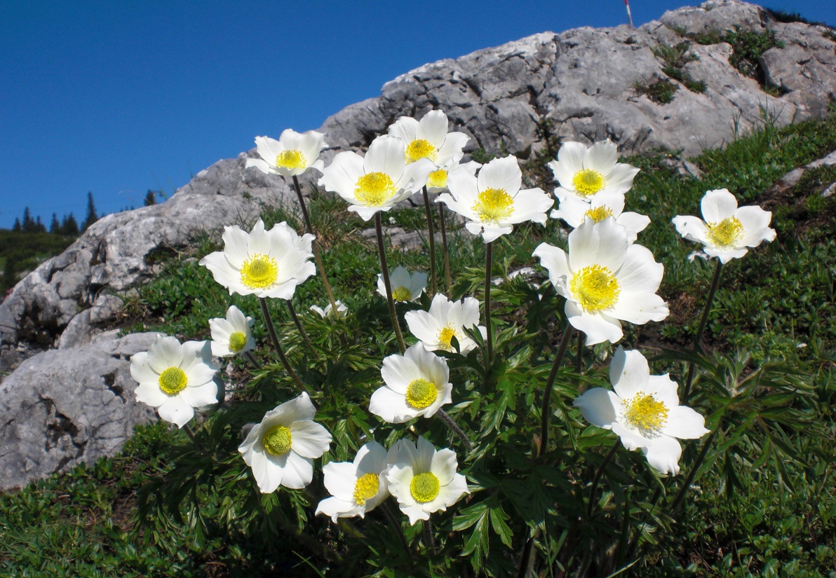 06-08-2015 Pulsatilla alpina subsp. schneebergensis.jpg