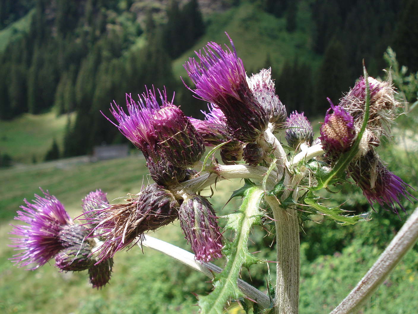 Cirsium.heterophyllum x palustre.St-Brettstein- Tubaysee.24.7.18.JPG