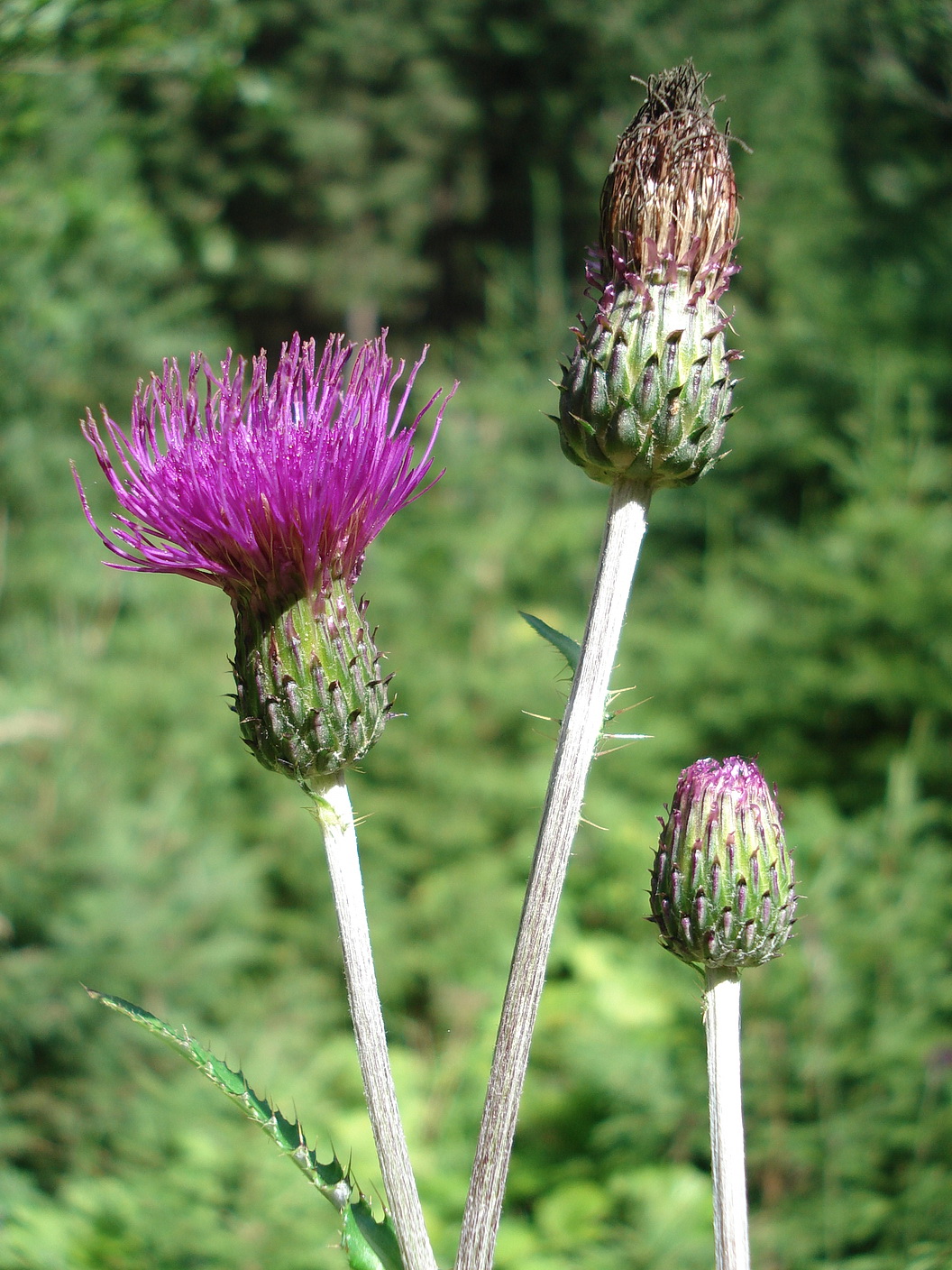 Cirsium.heterophyllum x palustre.St-Seckauer.T. Hagengraben.JPG