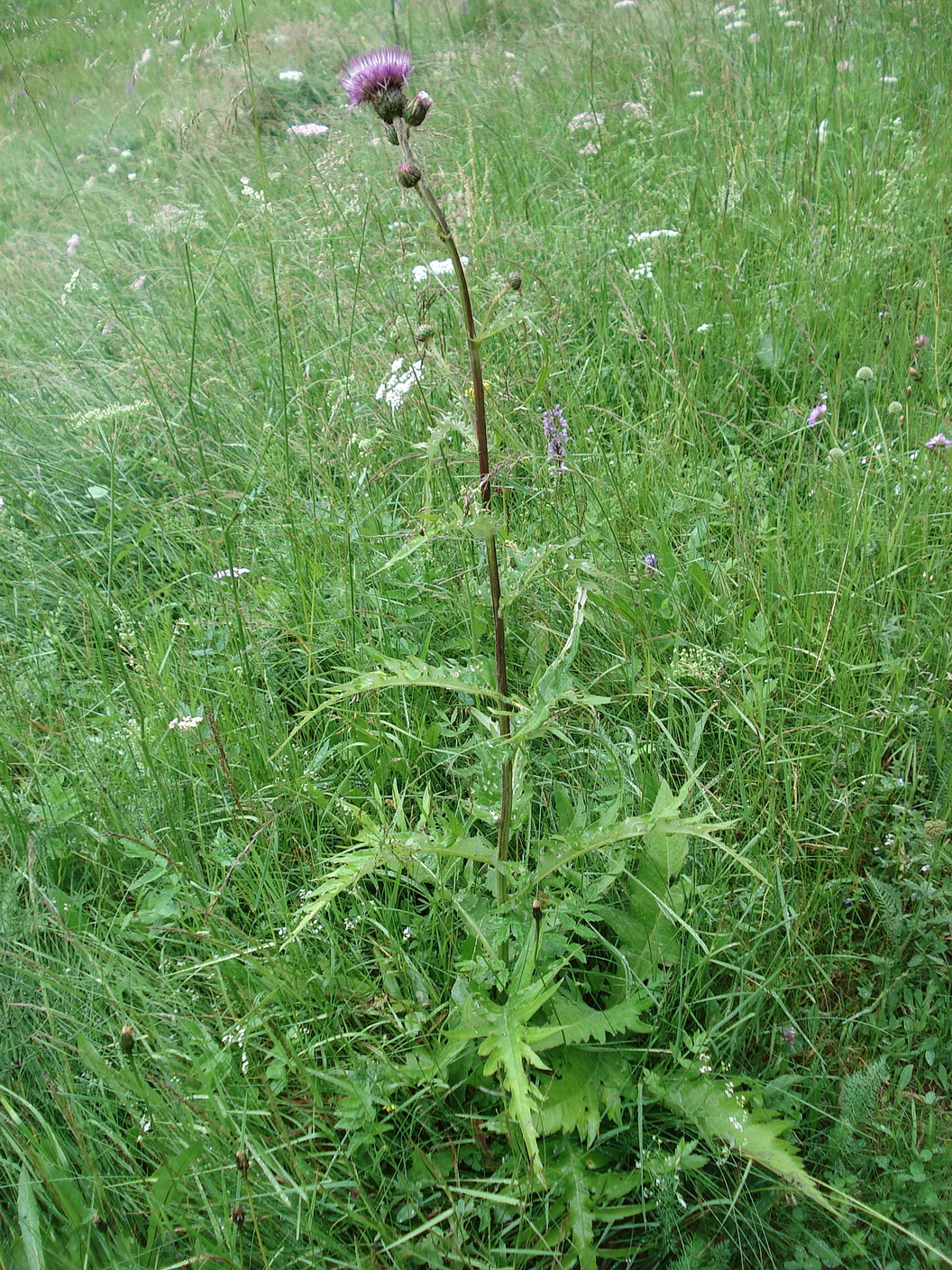 Cirsium.heterophyllum x palustre.T-Golzentipp.JPG