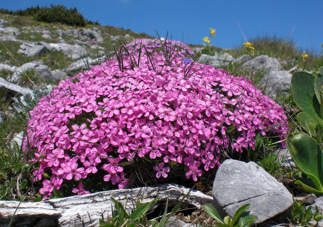 06-08-2015 Silene accaulis agg..jpg