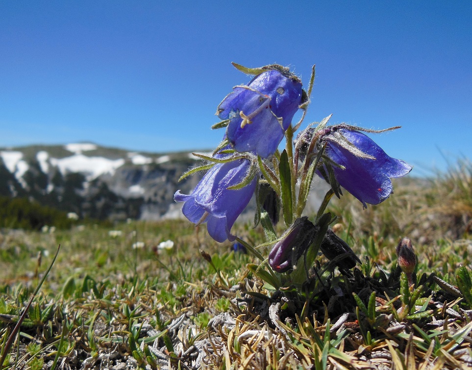 06-09-2017 Campanula alpina.jpg