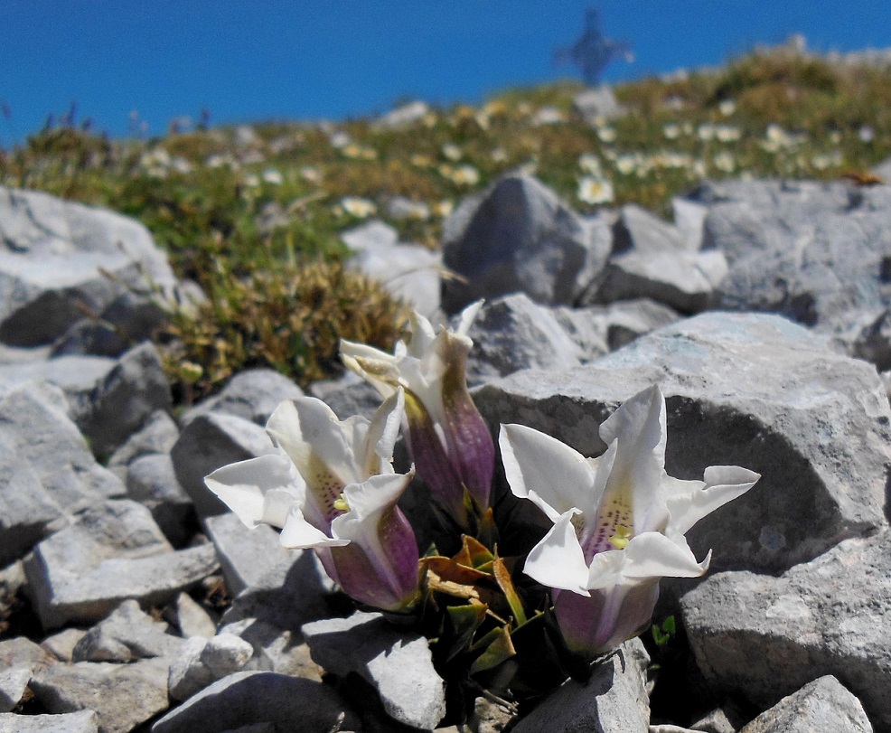 06-09-2017 Gentiana clusii, albiflora.jpg