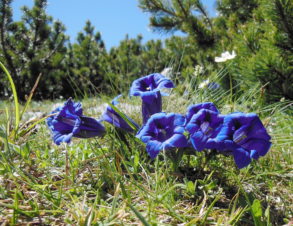 06-09-2017 Gentiana clusii.jpg