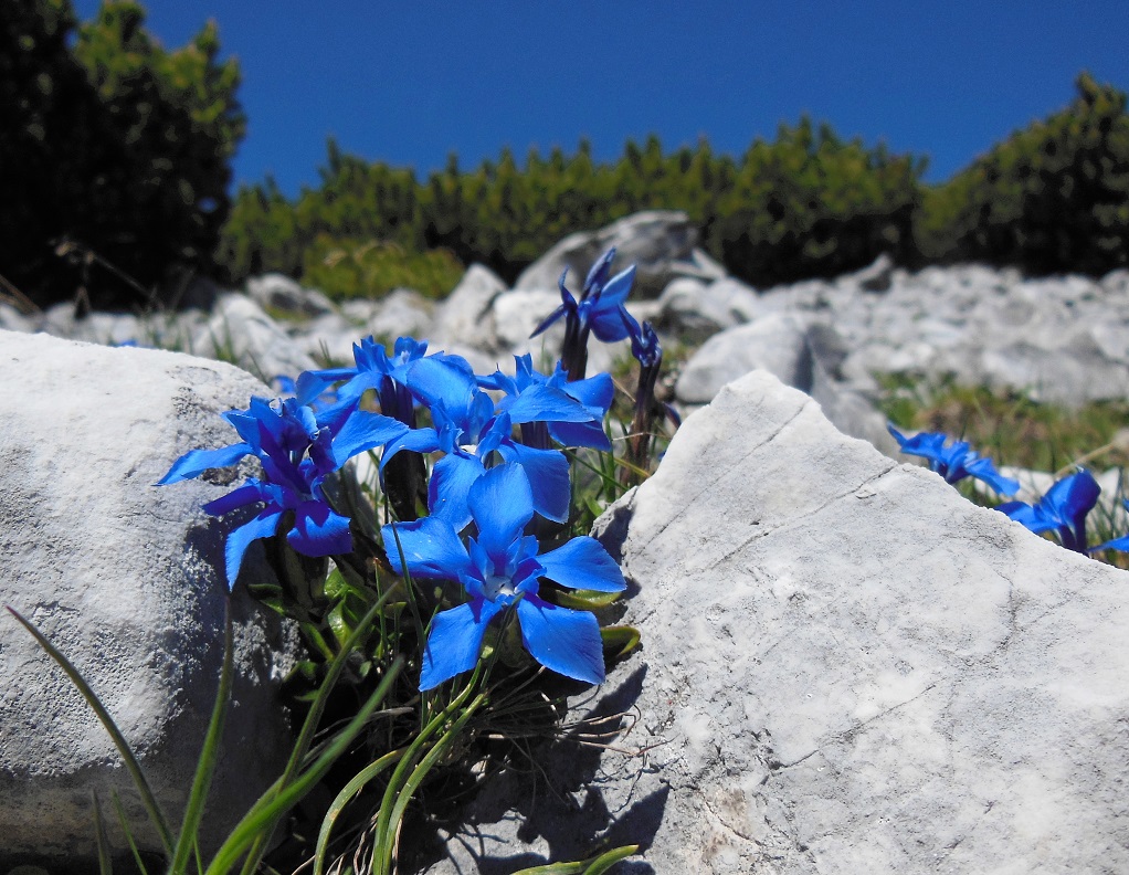 06-09-2017 Gentiana verna.jpg