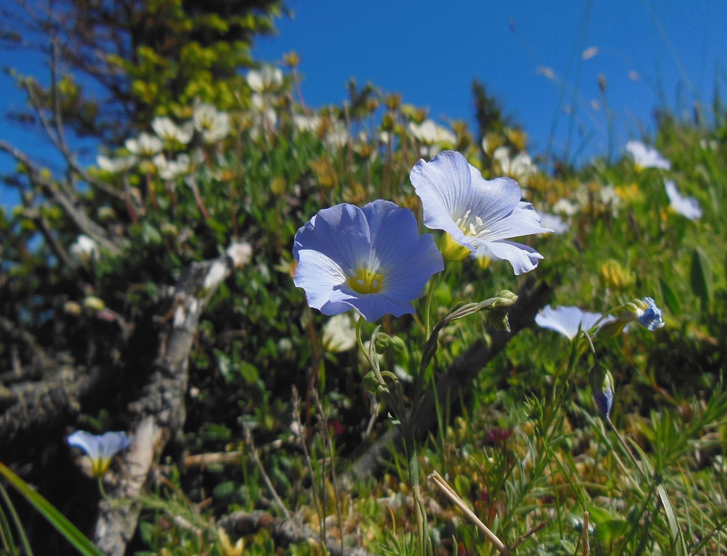 06-09-2017 Linum alpinum.jpg