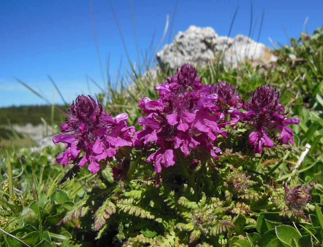 06-09-2017 Pedicularis verticillata.jpg