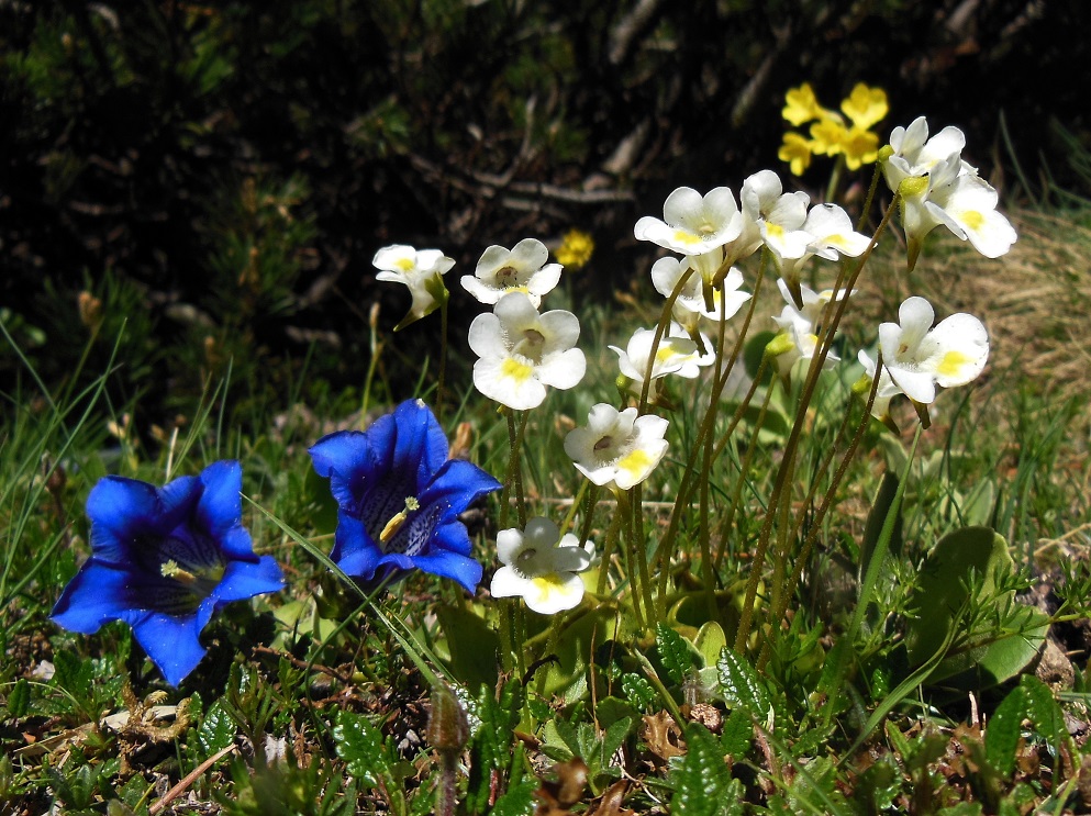 06-09-2017 Pinguicula alpina.jpg