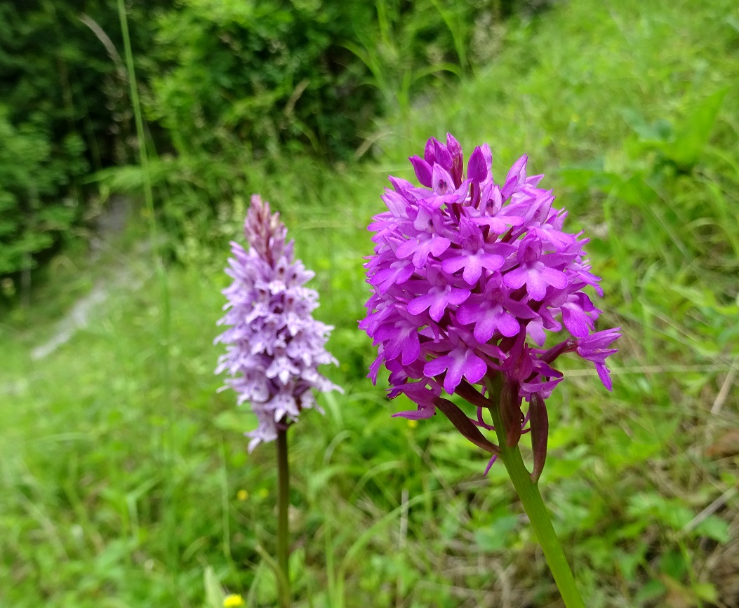 07-01-2020 Anacamptis pyramidalis mit fuchsii.jpg