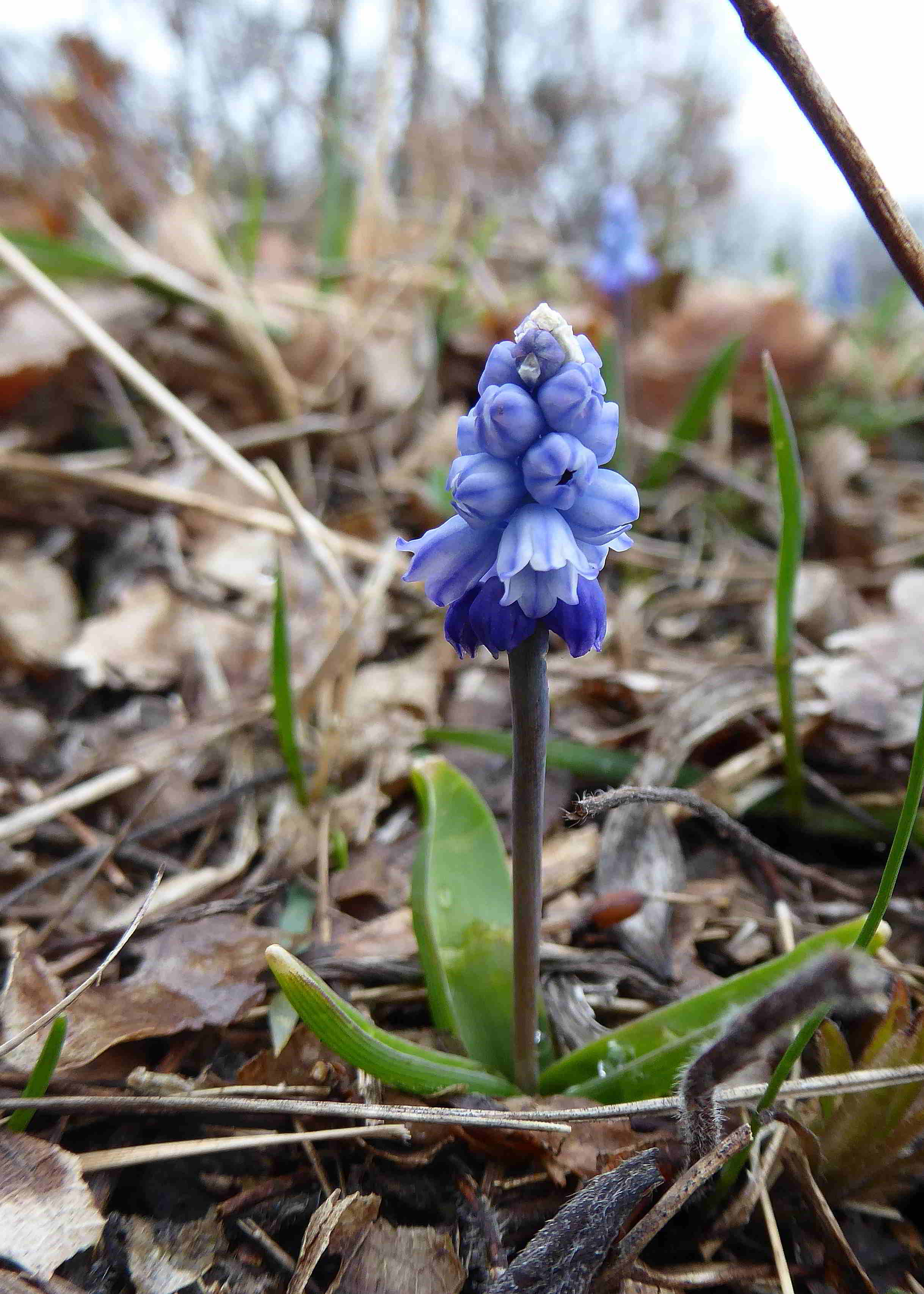 Pfaffstätten-17032018-(11)-Muscari azureum-Himmelblau Traubenhyazinthe.JPG