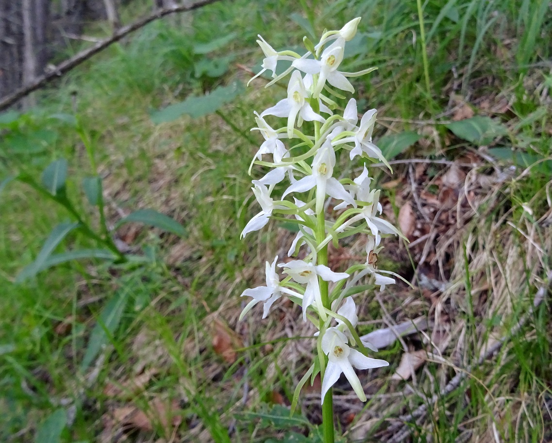 07-01-2020 Platanthera bifolia.jpg