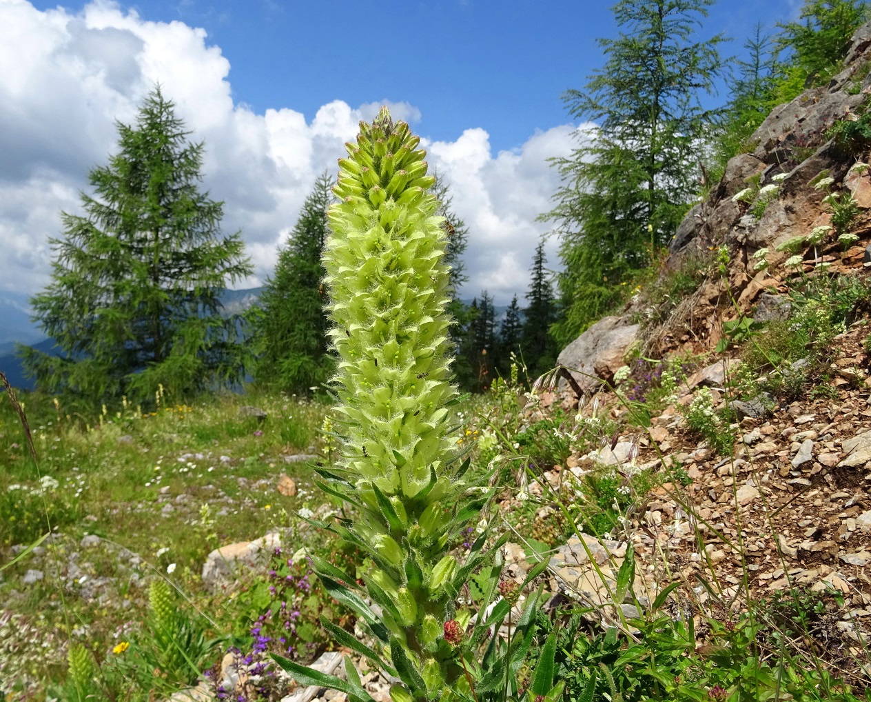 07-20-2020 Campanula thyrsoides.jpg