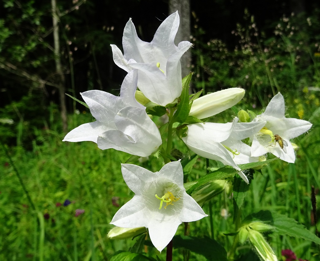 07-20-2020 Campanula trachelium albiflora.jpg