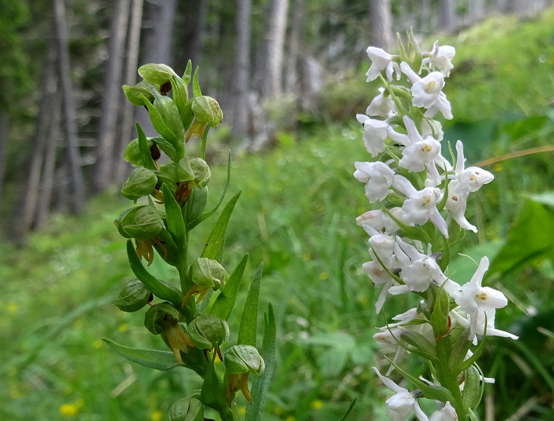 07-20-2020 Coeloglossum viride und Duft Händelwurz.jpg