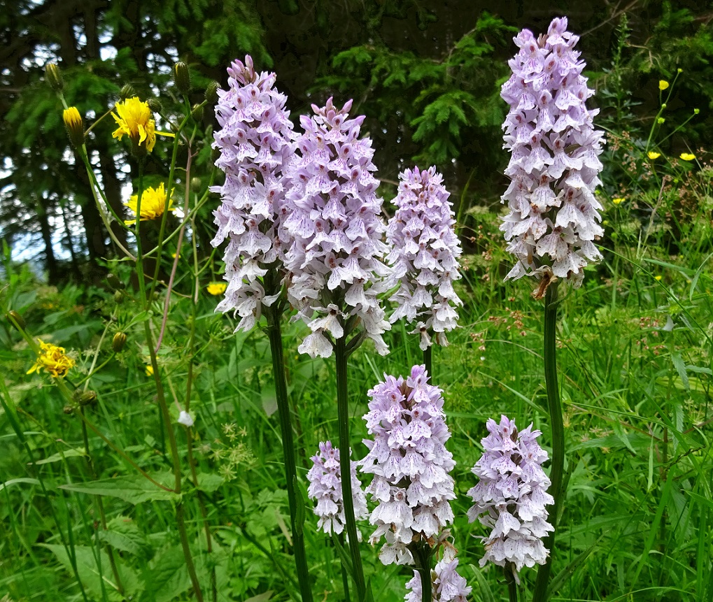 07-20-2020 Dactylorhiza fuchsii.jpg