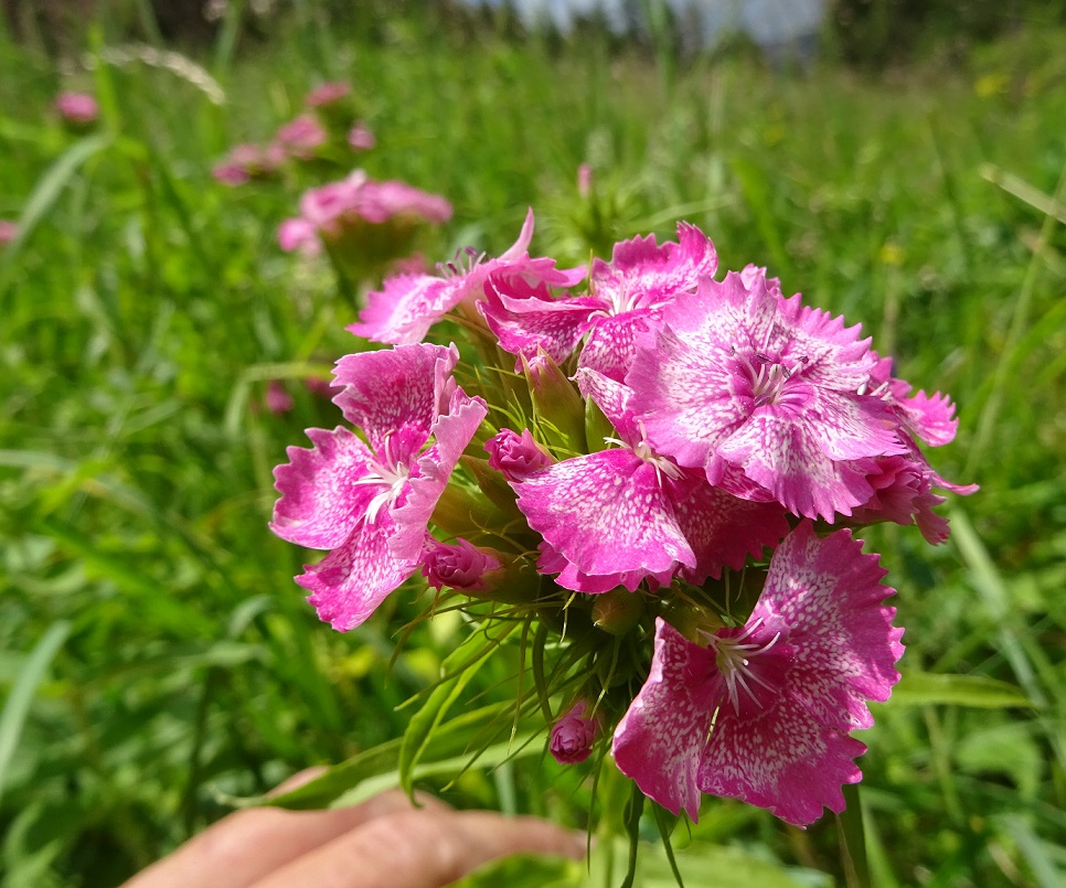 07-20-2020 Dianthus barbatus.jpg