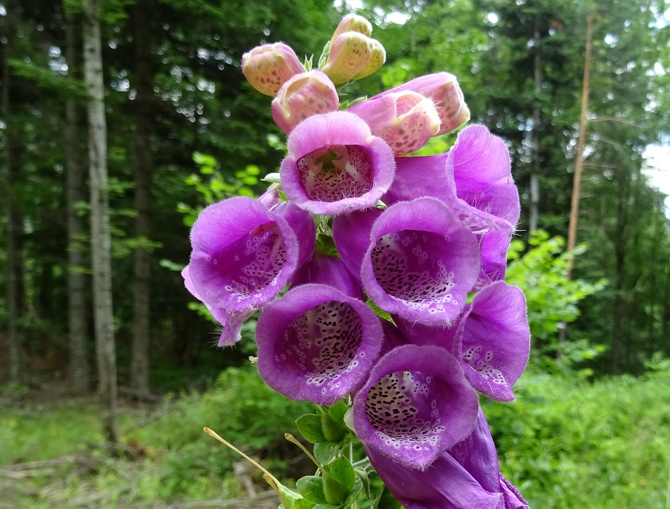 07-20-2020 Digitalis purpurea.jpg