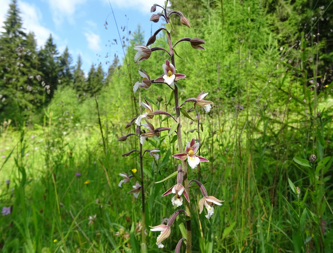 07-20-2020 Epipactis palustris.jpg