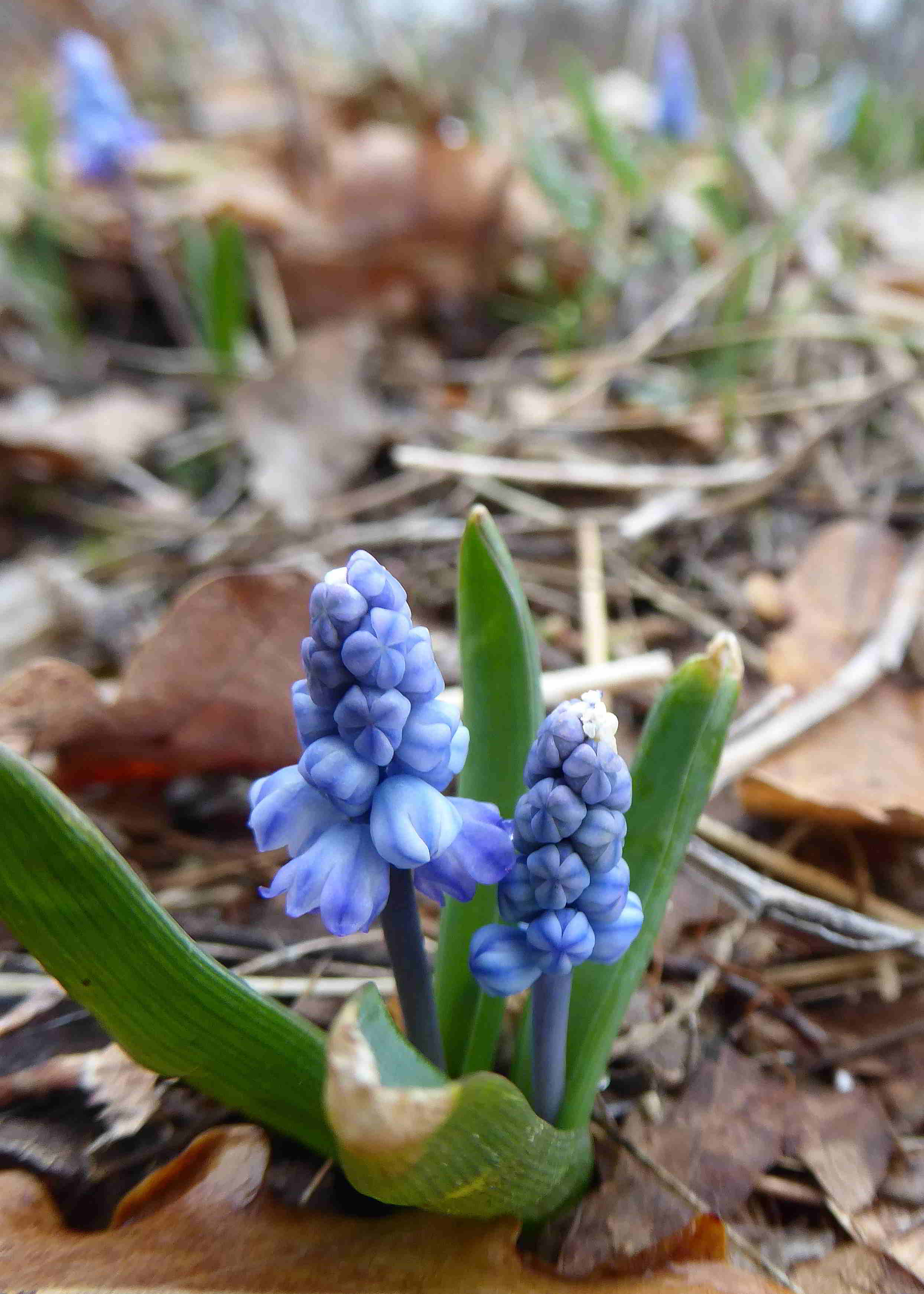 Pfaffstätten-17032018-(12)-Muscari azureum-Himmelblau Traubenhyazinthe.JPG