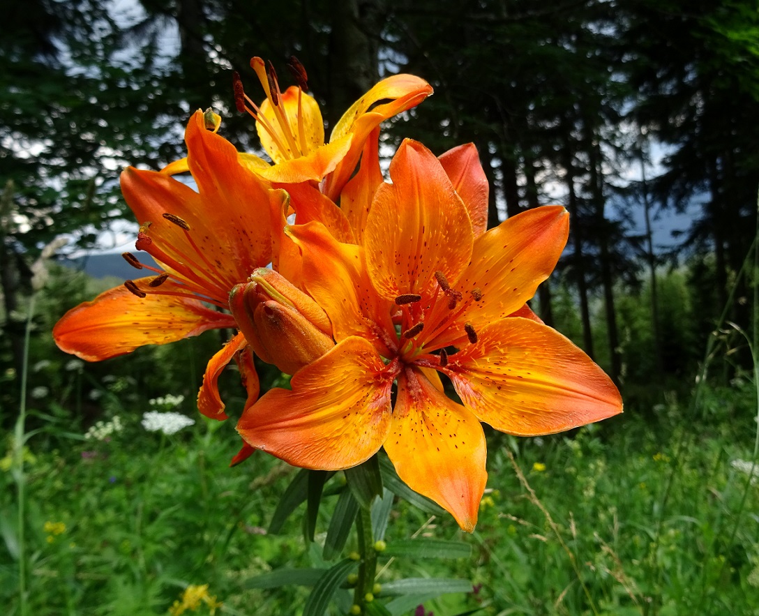 07-20-2020 Lilium bulbiferum.jpg