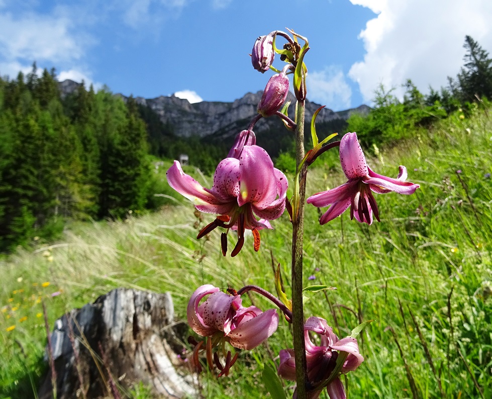 07-20-2020 Lilium martagon.jpg