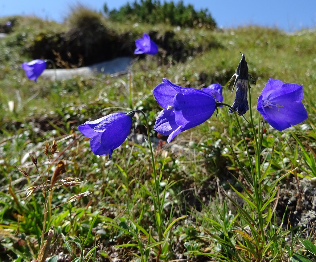 07-31-2018  Campanula scheuchzeri.jpg