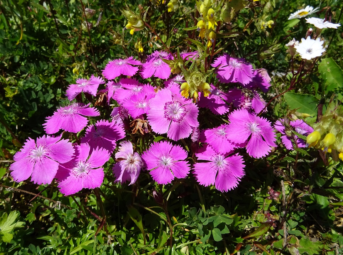 07-31-2018  Dianthus alpinus.jpg