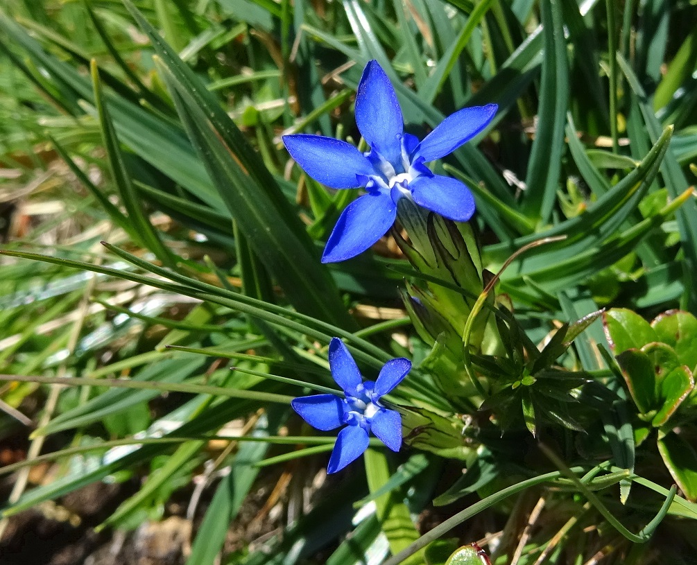 07-31-2018  Gentiana nivalis.jpg