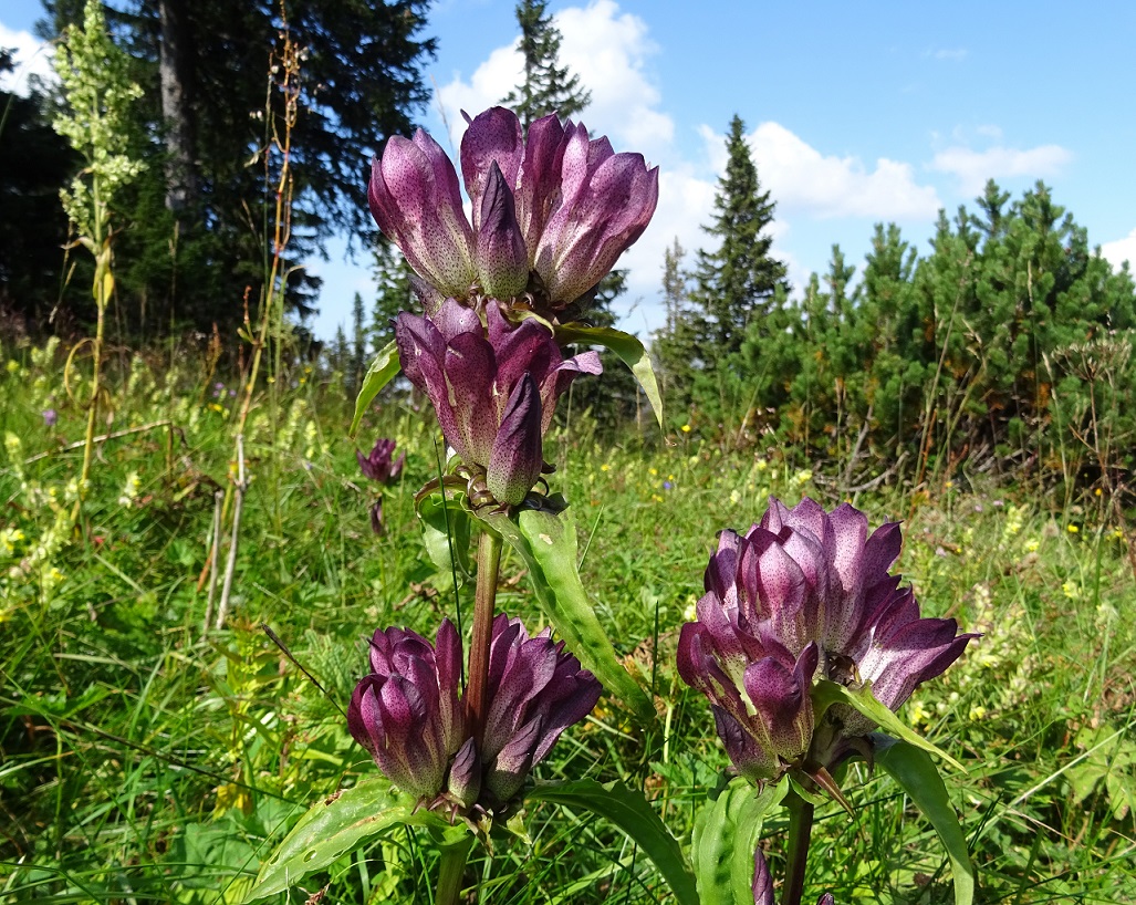 07-31-2018  Gentiana pannonica.jpg