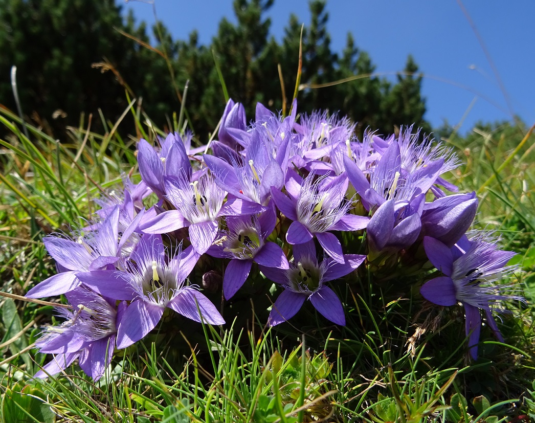 07-31-2018  Gentianella austriaca.jpg