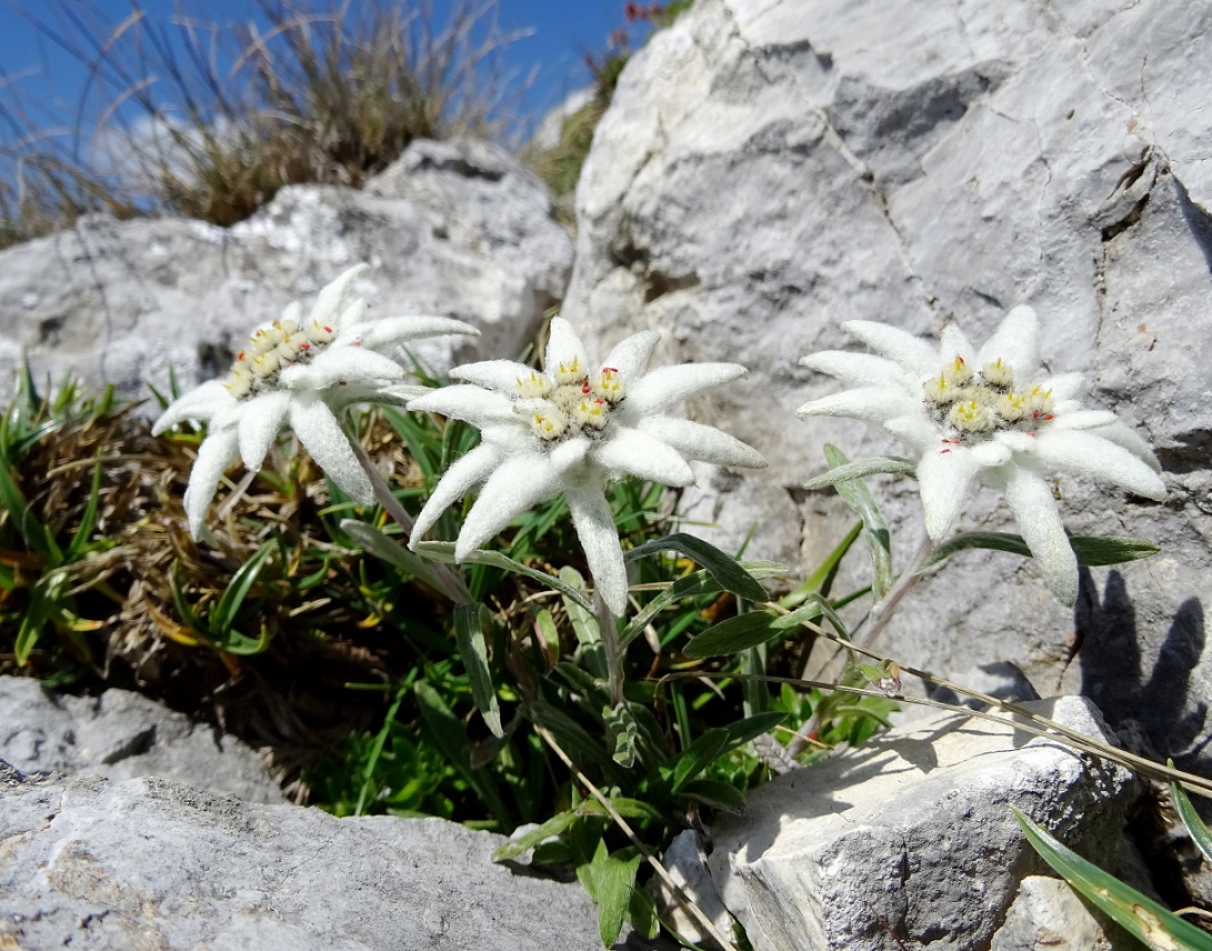 07-31-2018  Leontopodium alpinum.jpg