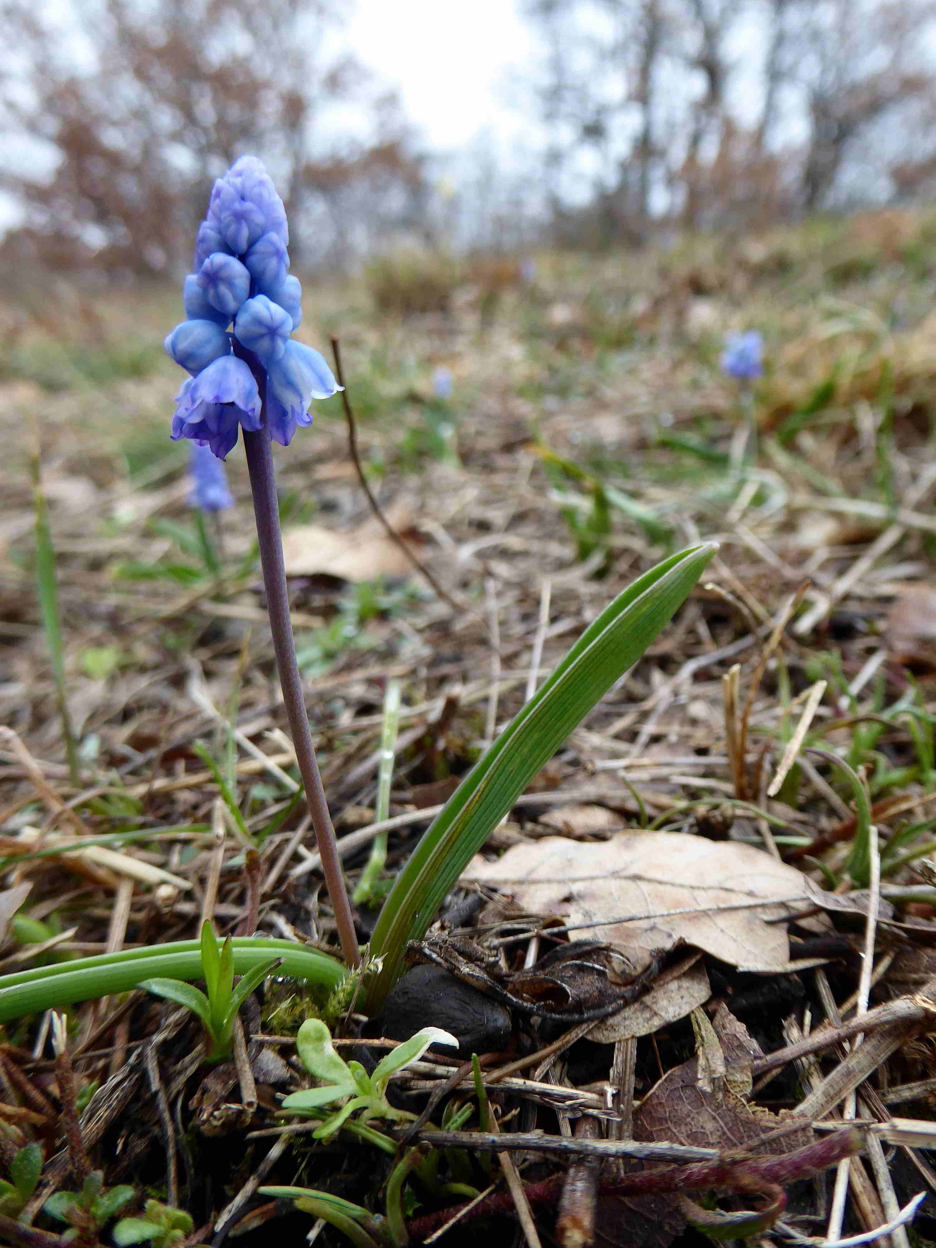 Pfaffstätten-17032018-(14)-Muscari azureum-Himmelblau Traubenhyazinthe - Kopie.JPG