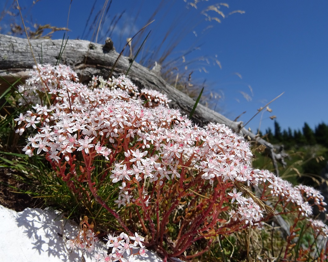 07-31-2018  Sedum album.jpg