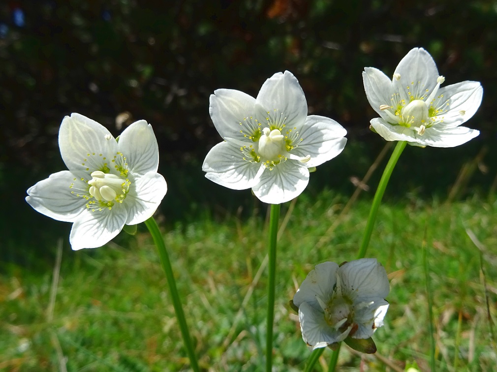 07-31-2018  Parnassia palustris.jpg