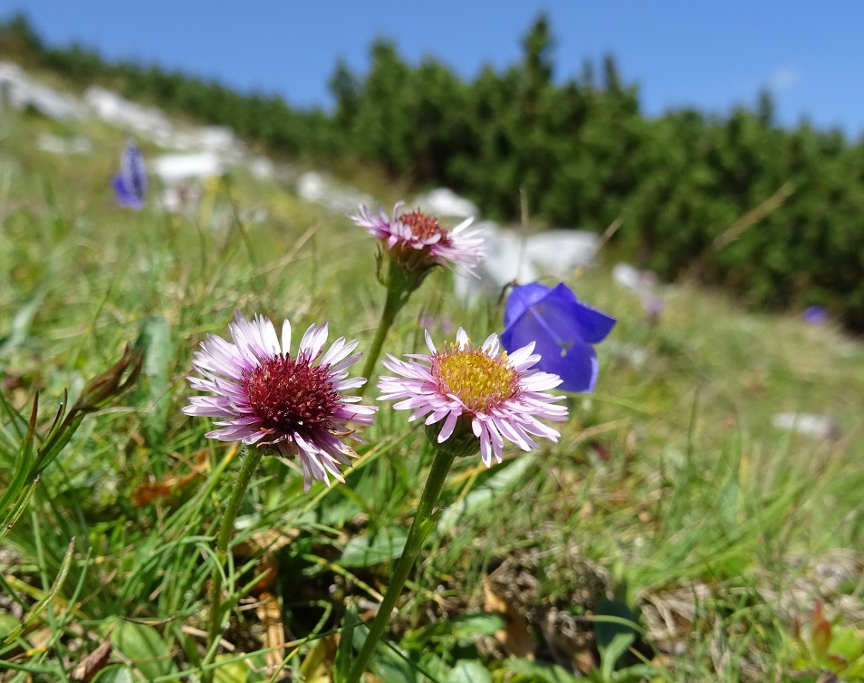 07-31-2018 Erigeron alpinus.jpg