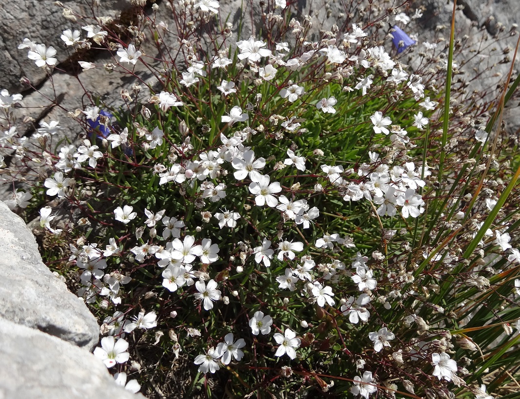 08-04-2017  Gypsophila repens.jpg