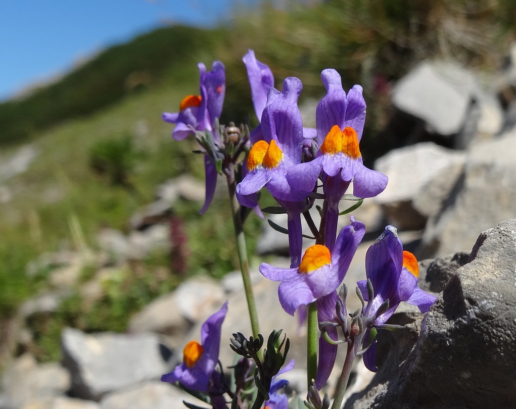 08-04-2017 Linaria alpina agg..jpg