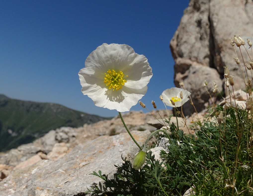 08-04-2017 Papaver alpinum subsp. alpinum.jpg