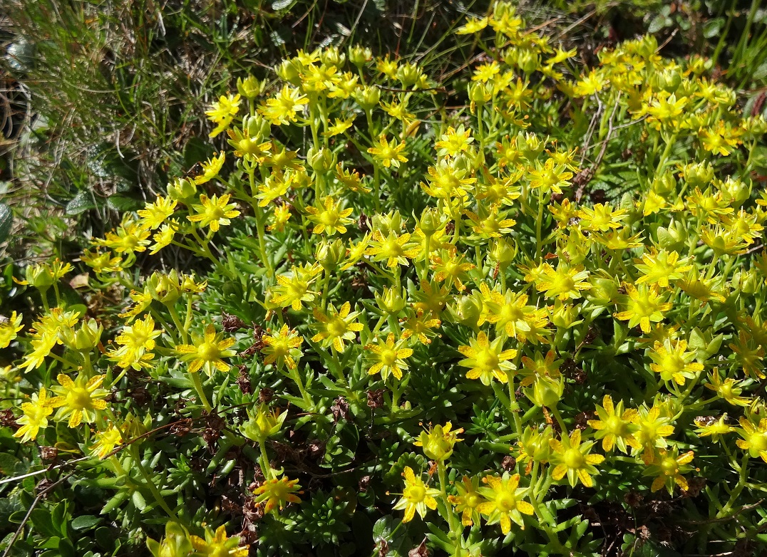 08-04-2017 Saxifraga aizoides.jpg