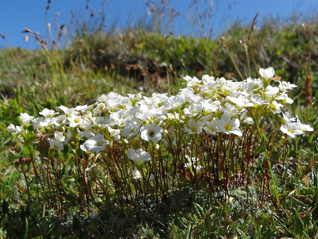 08-04-2017 Saxifraga caesia.jpg