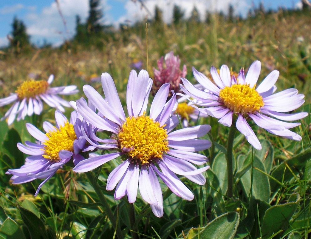 08-06-2015 Aster alpinus.jpg