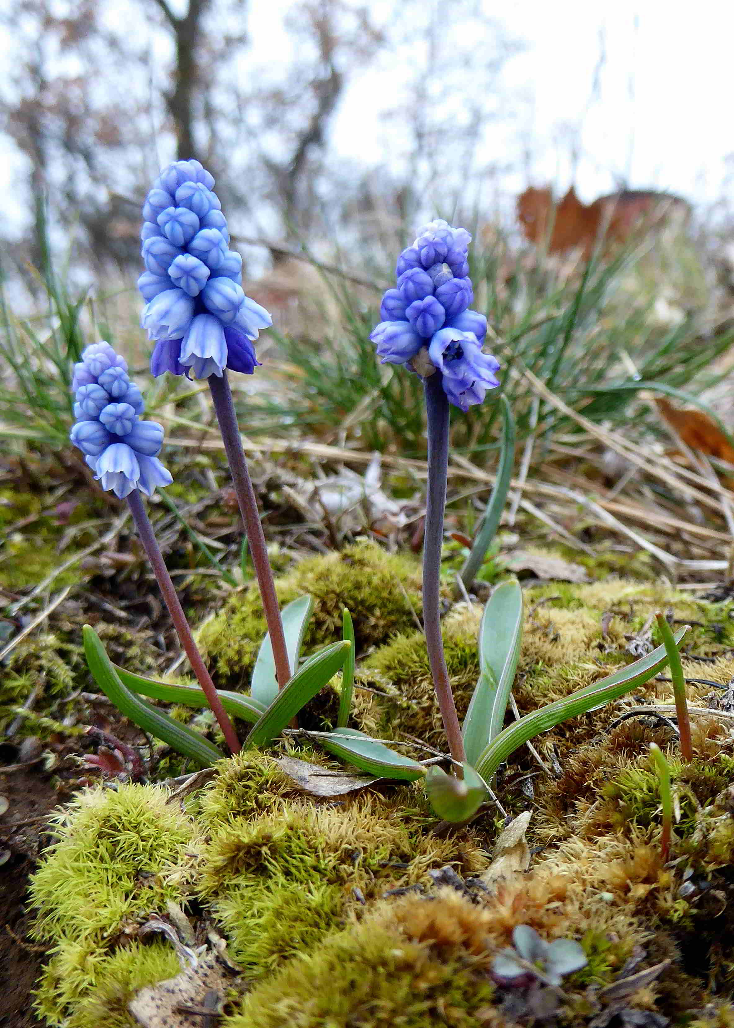 Pfaffstätten-17032018-(16)-Muscari azureum-Himmelblau Traubenhyazinthe.JPG