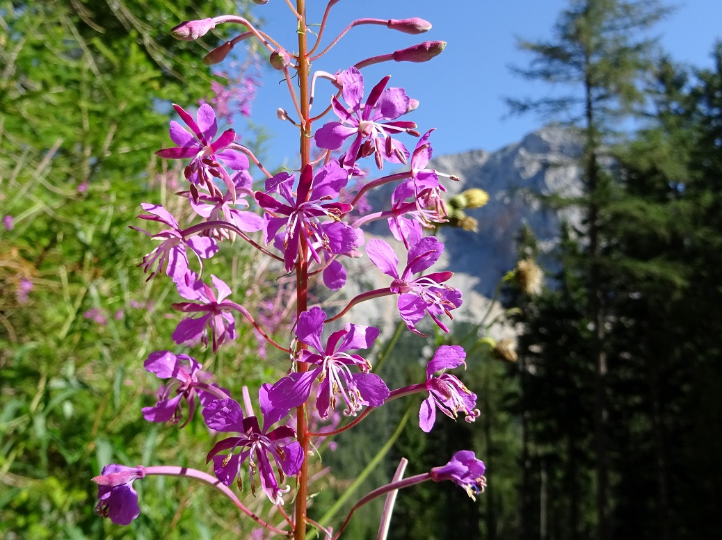 08-09-2019 Epilobium angustifolium.jpg