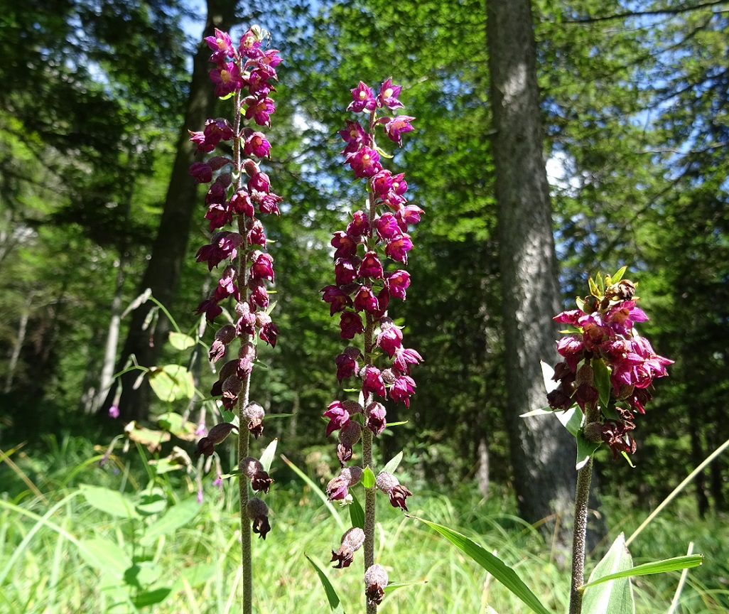 08-09-2019 Epipactis atrorubens.jpg