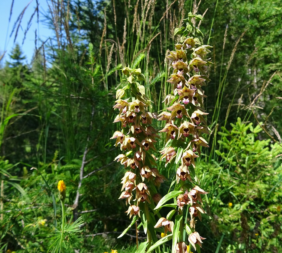 08-09-2019 Epipactis helleborine.jpg