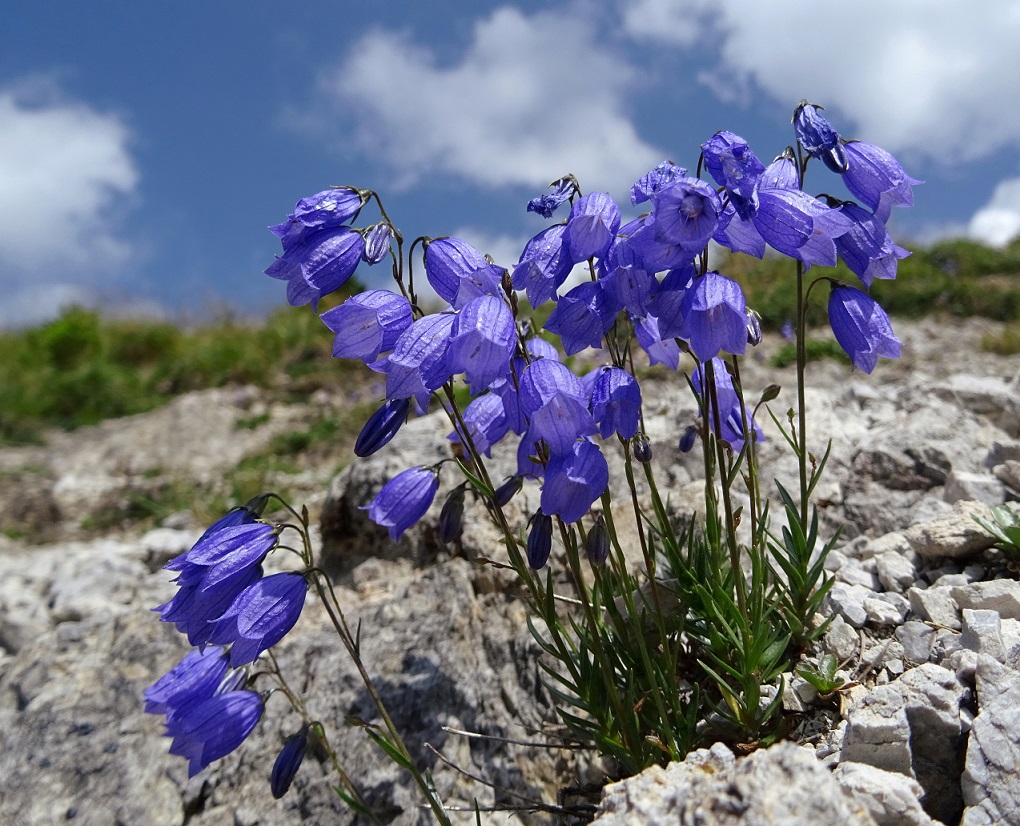 08-12-2019 Campanula cespitosa.jpg