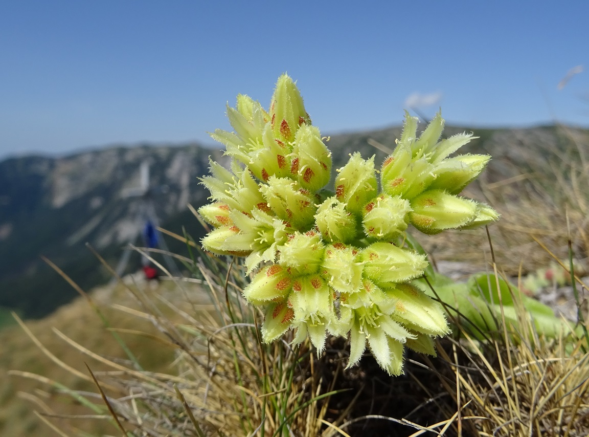 08-12-2019 Jovibarba globifera subsp. hirta.jpg