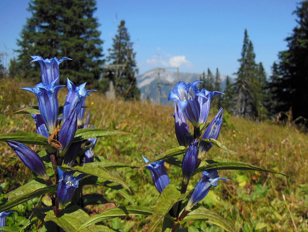 09-12-2016 Gentiana asclepiadea.jpg