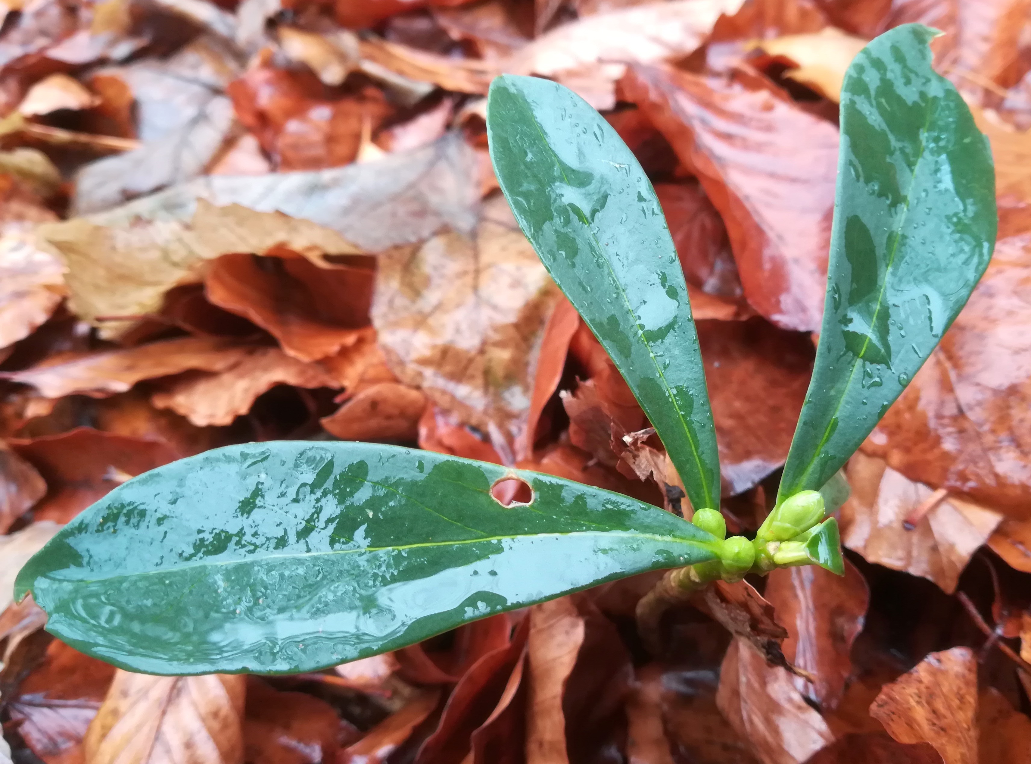 daphne laureola mitterotter gaaden_20211205_105909.jpg