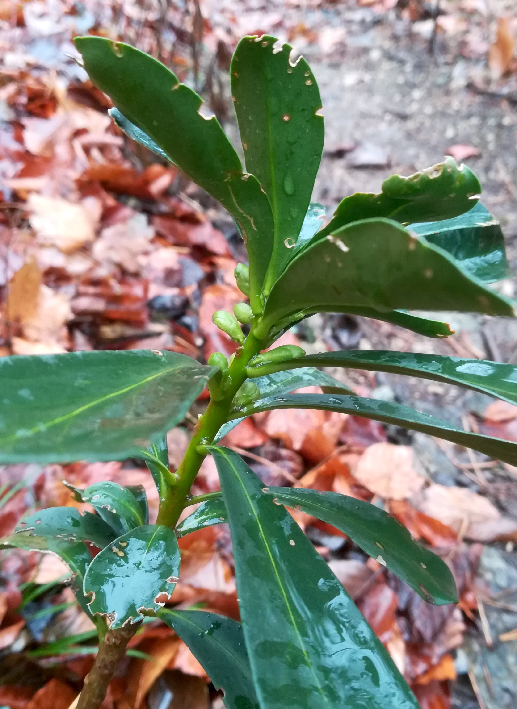 daphne laureola mitterotter gaaden_20211205_110035.jpg